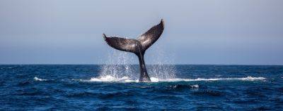 В поисках китов: едем на Шантарские острова - onetwotrip.com - Россия