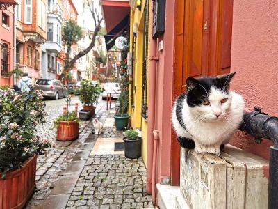 Кузгунджук. Самый живописный и самый толерантный район Стамбула - hamster-travel.ru - Турция
