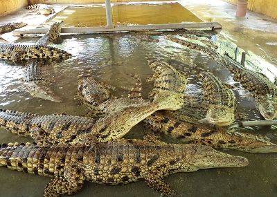 Израиль. Симпатичные крокодильчики с фермы в Хамат Гадер - hamster-travel.ru - Израиль