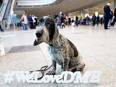 Как собаки работают в отделе безопасности аэропорта Домодедово - hamster-travel.ru