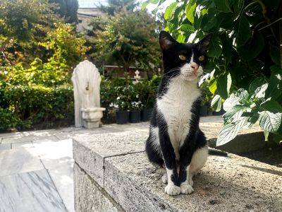 Стамбул – город кошек. Убедилась в этом сама - hamster-travel.ru - Турция