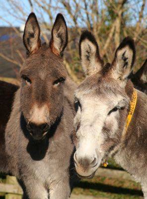 Donkey Sanctuary. Тут помогают осликам - hamster-travel.ru - Англия - Франция - Румыния - Италия - Греция - Испания - Кипр - Ирландия - Португалия