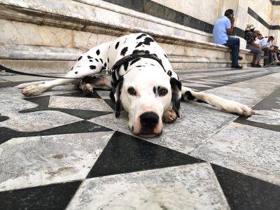 Как итальянские законы защищают права собак - hamster-travel.ru - Италия