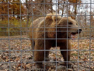 Трансильвания. Уникальный приют для старых и больных медведей. - hamster-travel.ru - Румыния - Армения