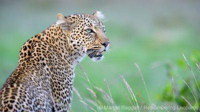 Фотографы посвятят леопардам книгу серии “Вспоминая дикую природу” - piligrimos.com