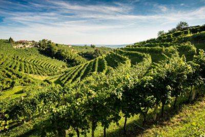 Самые известные вина мира Просекко и Каберне Совиньон под угрозой исчезновения - piligrimos.com - Италия
