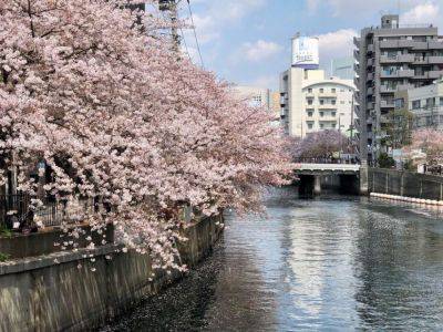 Сакура цветет — весне дорогу: собрали фото японской вишни в цвету - piligrimos.com - Япония