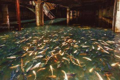 Заброшенный торговый центр в Бангкоке, живой аквариум с тысячами рыб - free-writer.ru - Таиланд