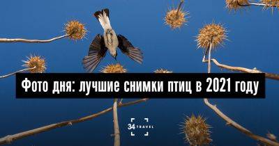 Фото дня: лучшие снимки птиц в 2021 году - 34travel.me - Сша - Англия - республика Коми - Мексика