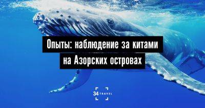 Опыты: наблюдение за китами на Азорских островах - 34travel.me - Россия