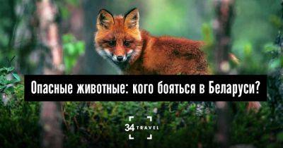Опасные животные: кого бояться в Беларуси? - 34travel.me - Белоруссия