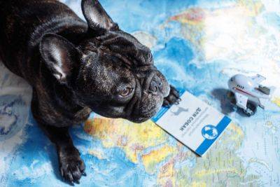Как правильно путешествовать с животным за рубеж - sovcombank.ru - Сша - Англия - Россия - Сингапур - Шри Ланка - Египет - Израиль