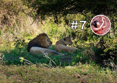 Национальный парк Нгоронгоро - хищники и не только. Часть 2. - отзыв о сафари в Танзании - gekkon.club - Танзания