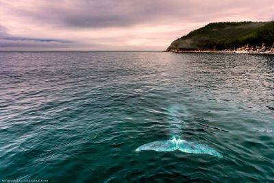Лучшее в мире место для наблюдения за китами - russiadiscovery.ru - Россия