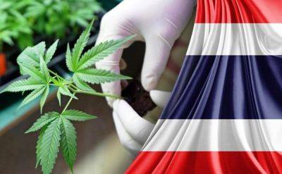 Таиланд на пороге запрета торговли марихуаной - tourweek.ru - Таиланд
