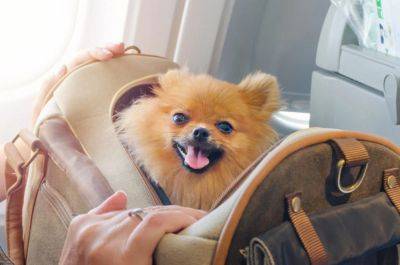 5 главных вопросов о перевозке собак в салоне самолета - piligrimos.com - Сша
