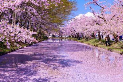 6 лучших мест с цветущей сакурой - piligrimos.com - Сша - Австралия - Япония - Таиланд - Ирландия - Бразилия