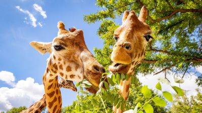 Топ 5 самых необычных зоопарков мира - travelblog
