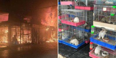 В Бангкоке сгорел один из крупнейших рынков животных Азии - tourweek.ru - Таиланд
