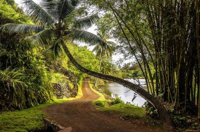 Увлекательное путешествие по тропическим лесам - travelblog