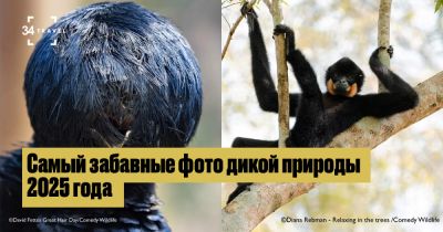 Самые забавные фото дикой природы 2025 года - 34travel.me