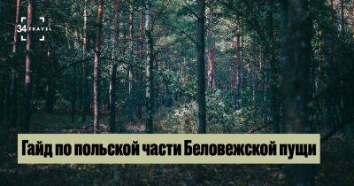Гайд по польской части Беловежской пущи - 34travel.me - Польша - Белоруссия Гайд по польской части Беловежской пущи - 34travel.me - Польша - Белоруссия