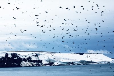 Земля Франца-Иосифа: описание, где находится, как попасть - sova.live - Австрия - Россия - Венгрия