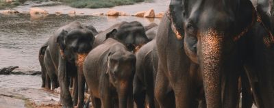 Южное побережье Шри-Ланки - onetwotrip.com - Шри Ланка