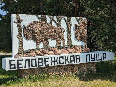 Беловежская пуща: 14 маршрутов для туристов - sova.live