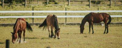 По коням: отели, в которых можно покататься на лошадях - onetwotrip.com