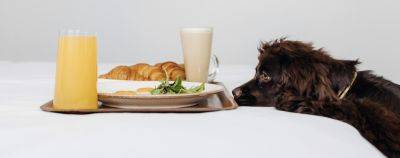 Полосатый сьют: 20 отелей по всей России, куда можно с животными - onetwotrip.com - Россия