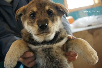 Люди и звери. Большая аналитическая заметка про бездомных собак - free-writer.ru