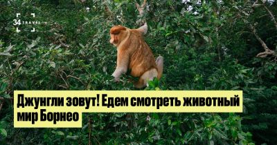 Джунгли зовут! Едем смотреть животный мир Борнео - 34travel.me - Малайзия - Индонезия - Иордания