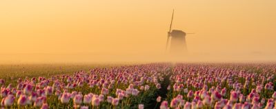 10 самых красивых мест мира, которые расцветают весной - onetwotrip.com - Япония - Черногория - Голландия - Италия - Турция - Испания - Узбекистан - Нидерланды - Португалия - Марокко