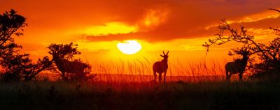 «Большая пятёрка» и не только: где искать истинный дух сафари - onetwotrip.com - Сша - Россия - Кения - Намибия