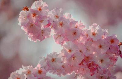 В Выру зацвела сакура — город на несколько дней стал розовым - gloss.ee - Эстония