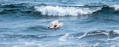 Зачем ехать на Курильские острова в мае: киты, вулканы и край земли на Шикотане - onetwotrip.com - Россия